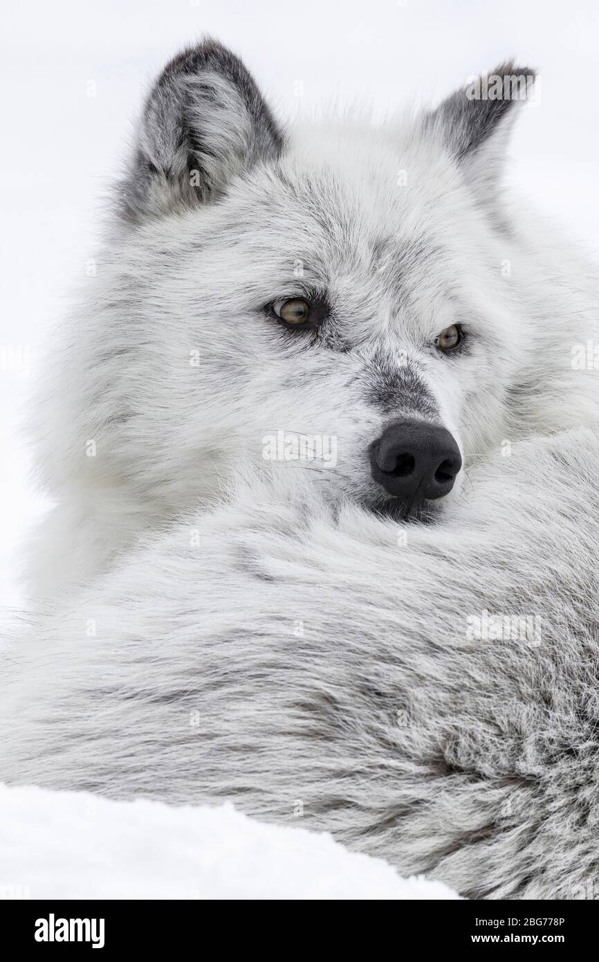 Gray Wolf - close up facial study Stock Photo - Alamy