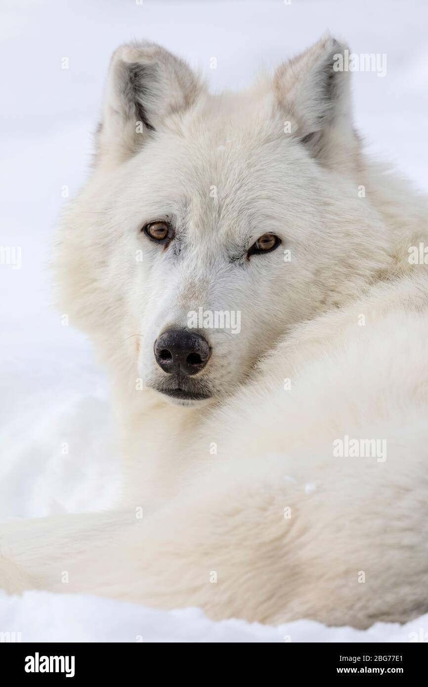North american grey wolf face hi-res stock photography and images - Alamy