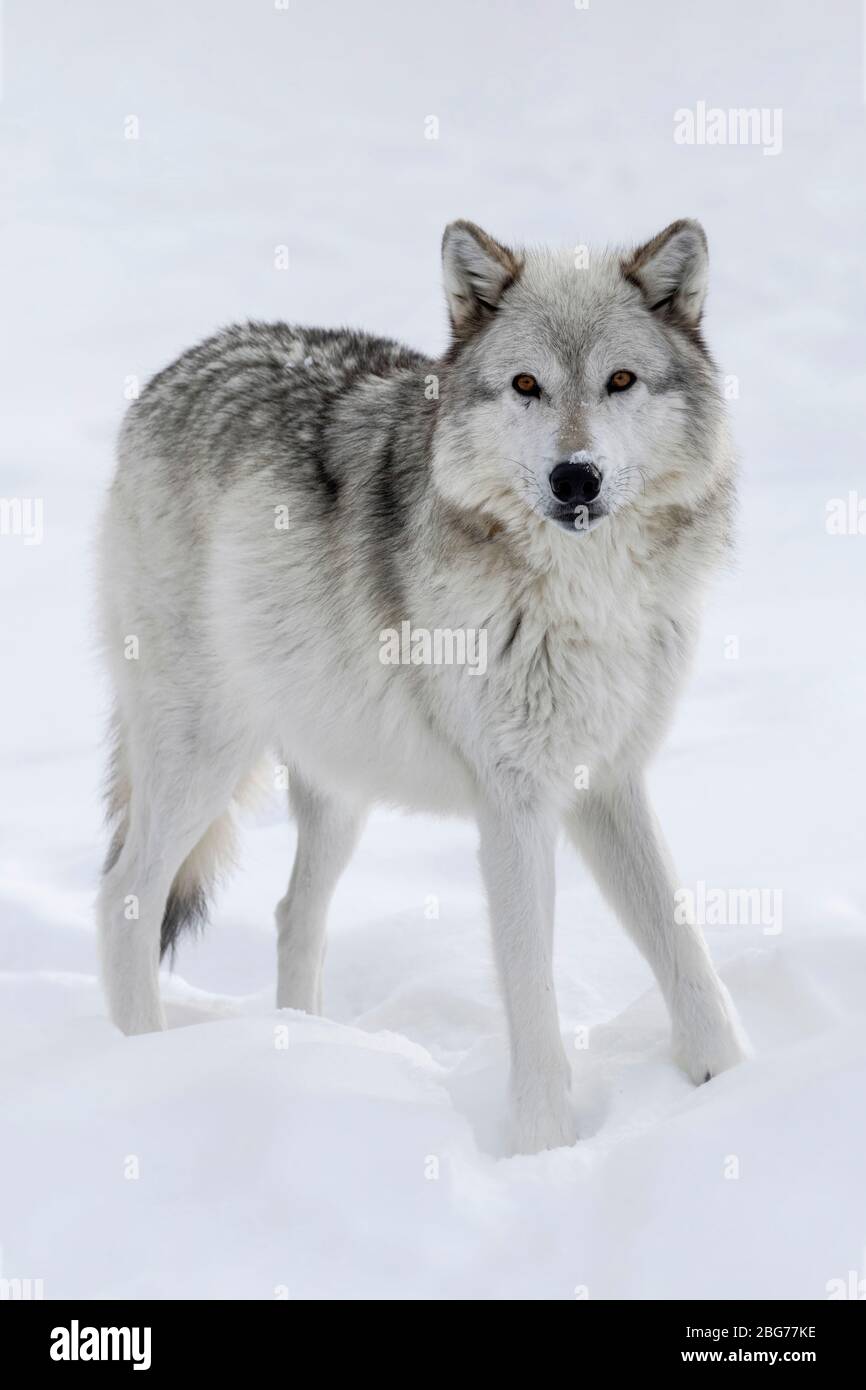 Wolf forest montana winter hi-res stock photography and images - Alamy