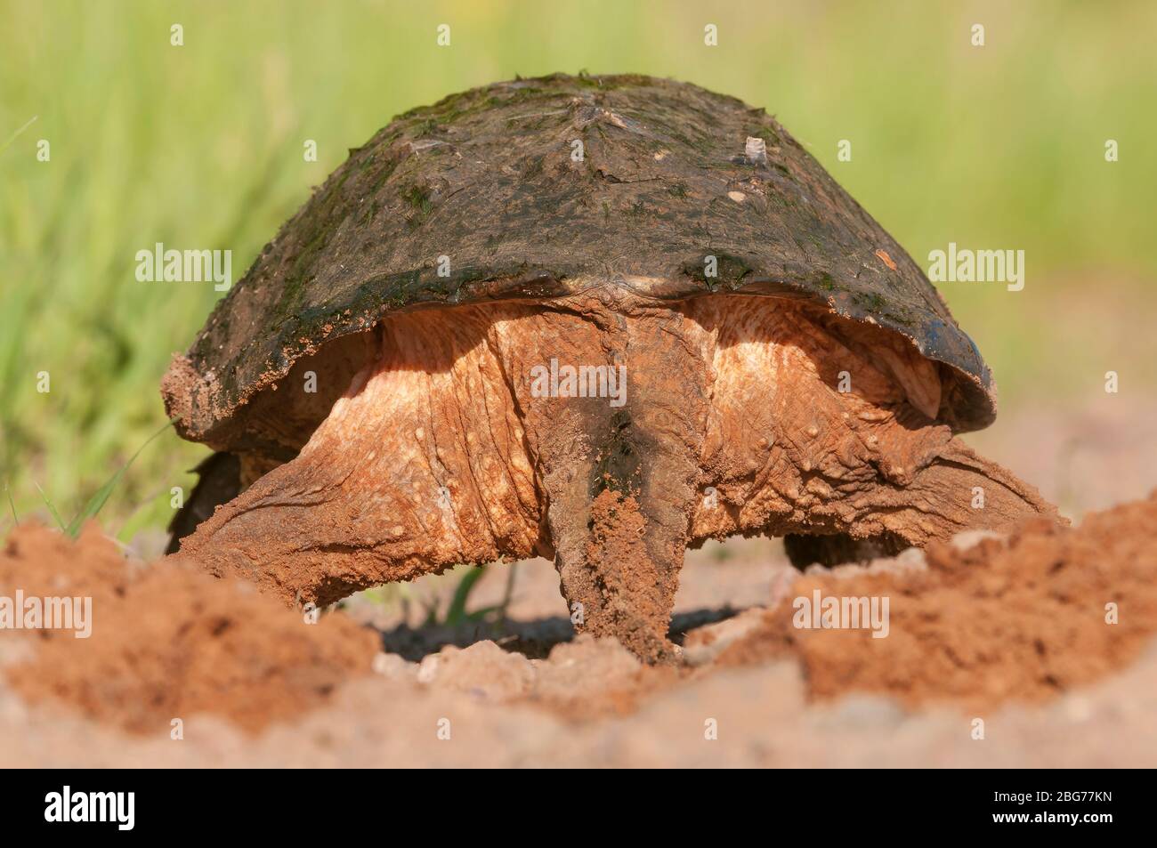 Common Snapping Turtle, ready to lay eggs, Eastern North America, by Dominique Braud/Dembinsky Photo Assoc Stock Photo