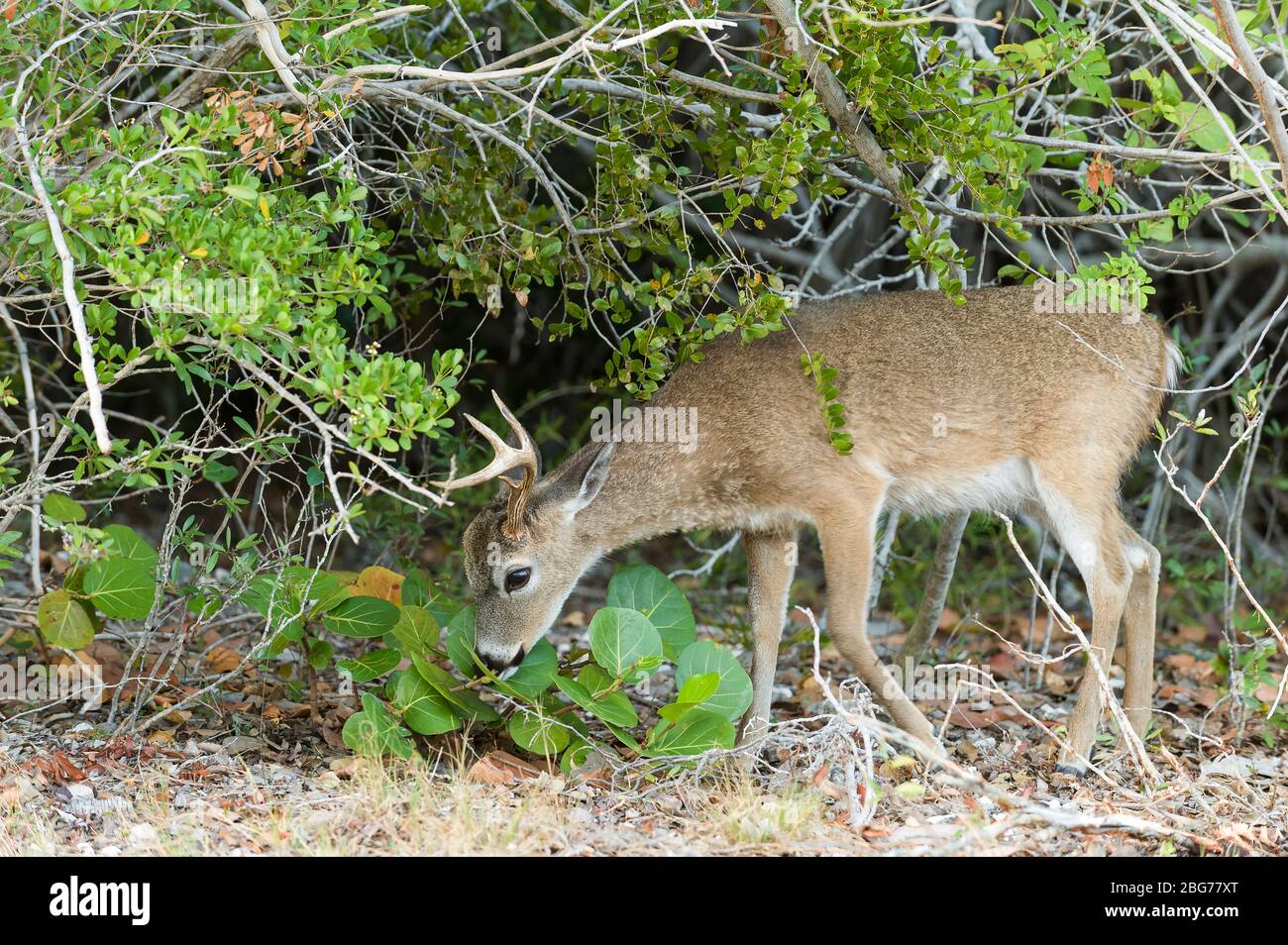 Key deer big pine key hires stock photography and images Alamy