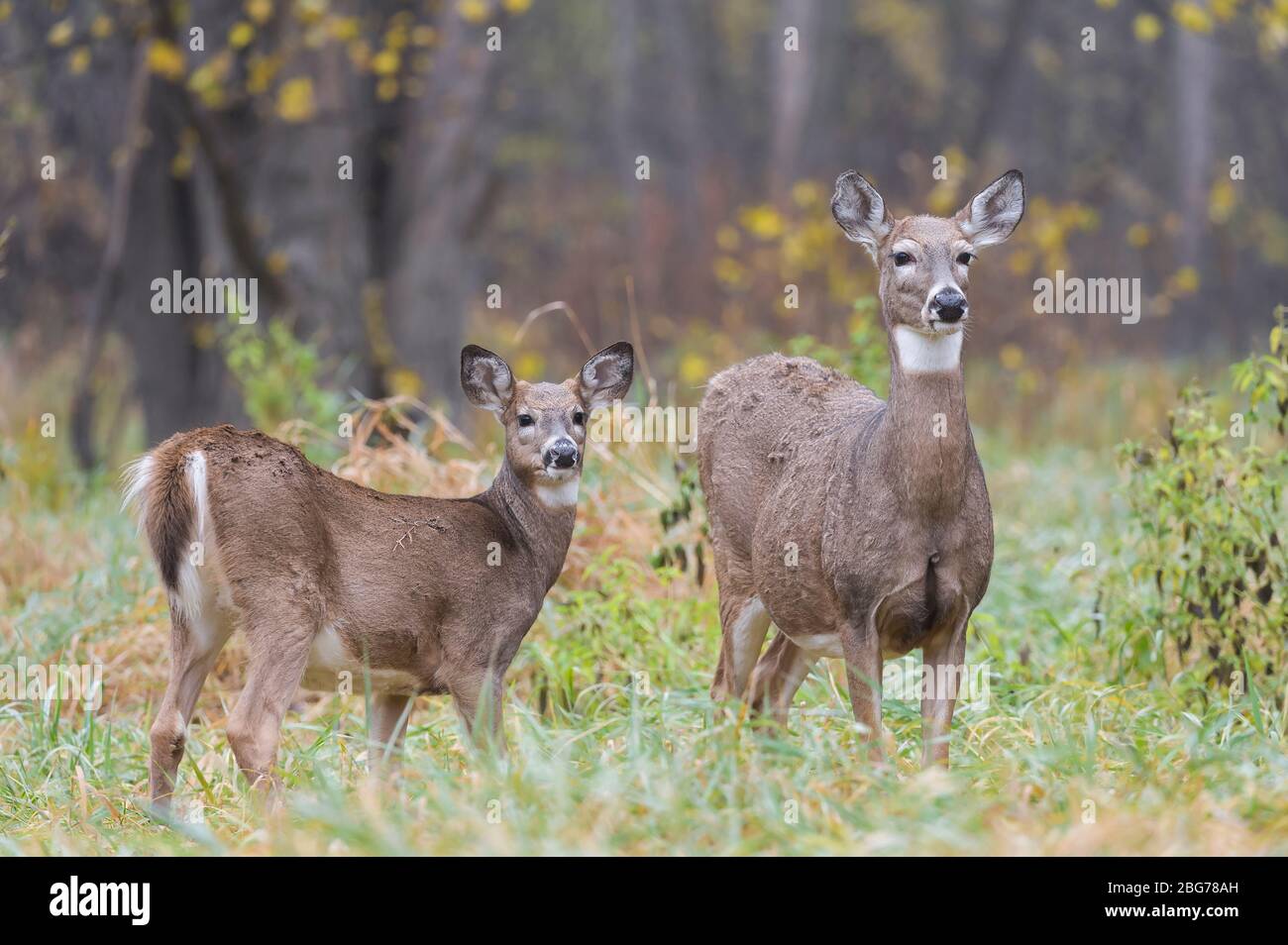 White tailed deer yearling hi-res stock photography and images - Alamy