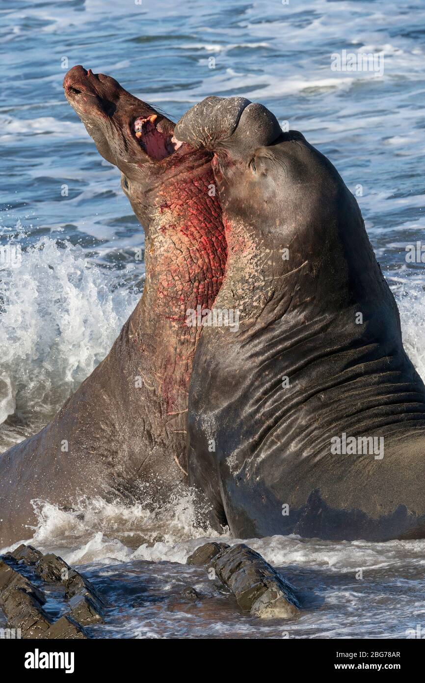 Northern Elephant Seal adult males fighting Stock Photo