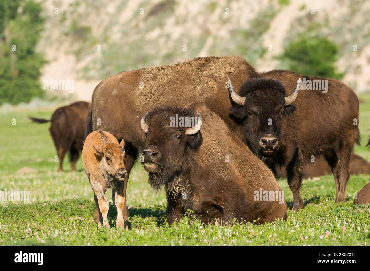 Bison with young (Bison bison), Theodore Roosevelt National Park, N