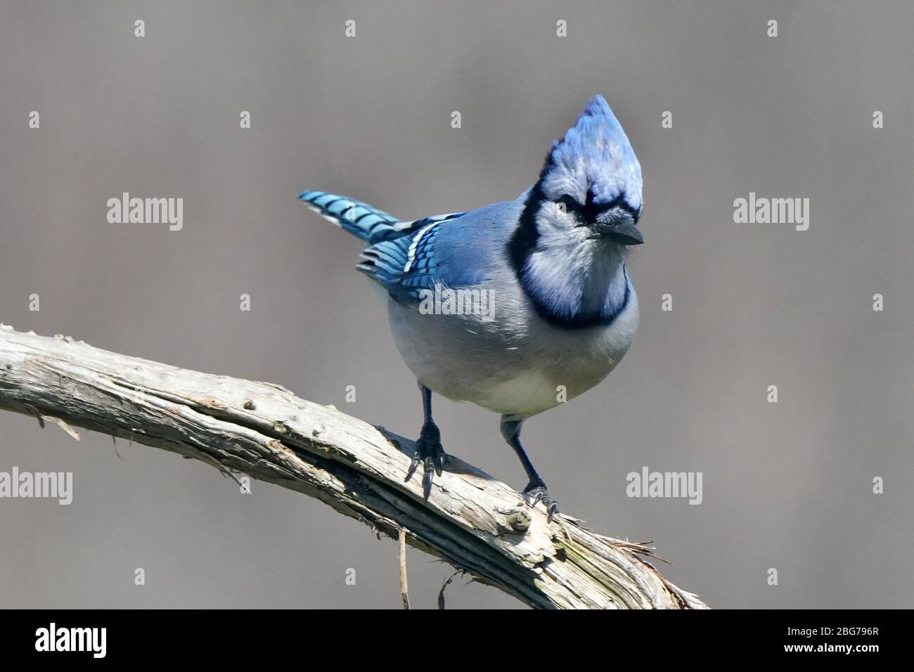 Blue shades on back and neck hi-res stock photography and images - Alamy