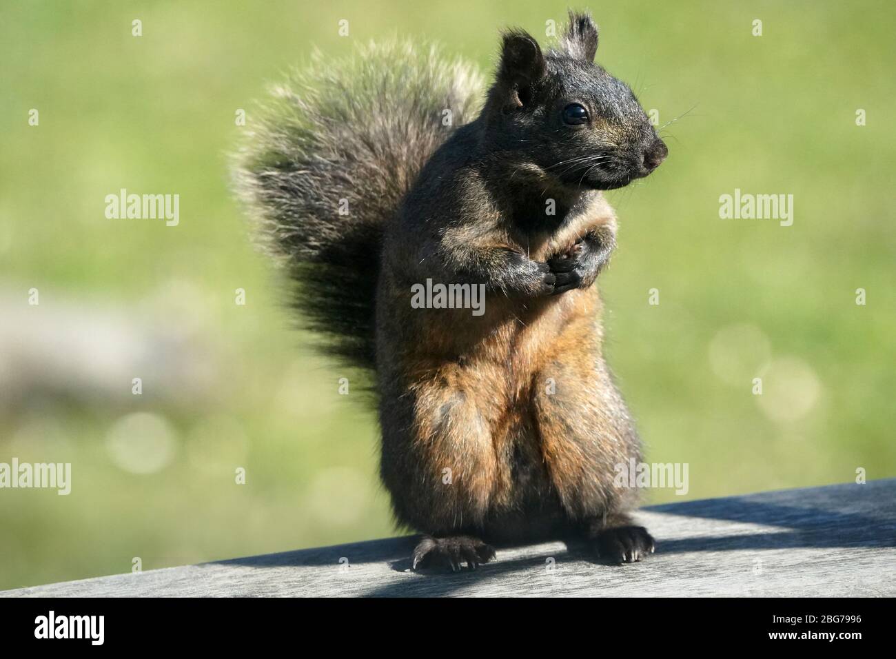 Black Squirrels cleaning up feeder scraps Stock Photo