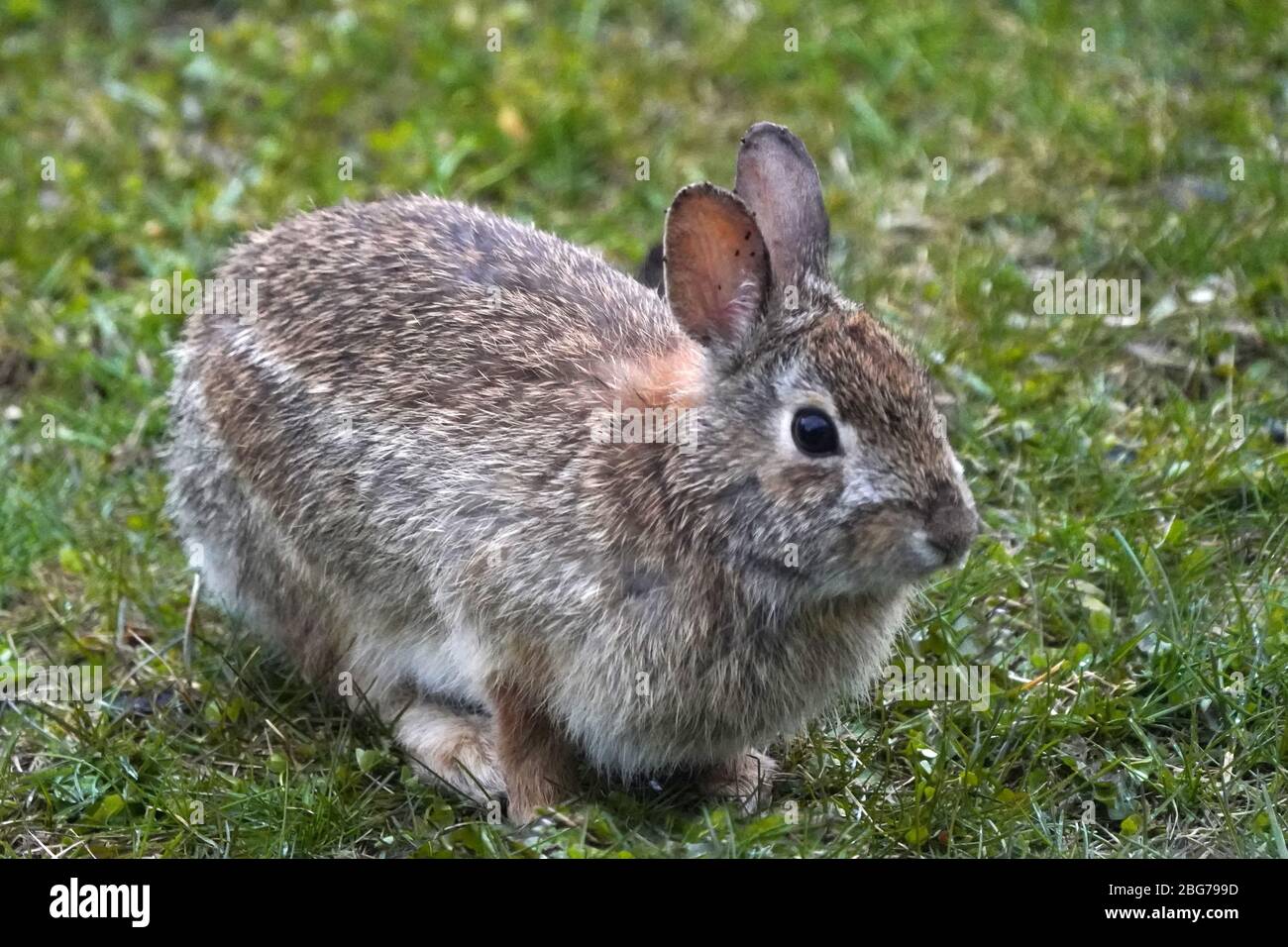 Ticked molting coat hi-res stock photography and images - Alamy
