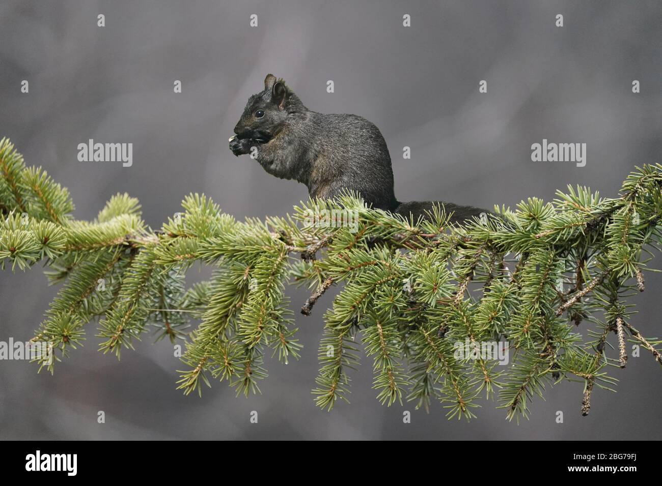 Black Squirrels cleaning up feeder scraps Stock Photo