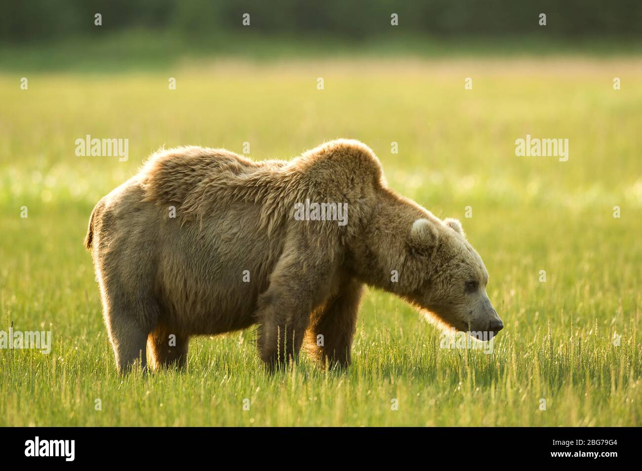 Coastal Brown Bear, Grizzly (Ursus arctos), Lake Clark National Park and Preserve, Alaska, USA, by Dominique Braud/Dembinsky Photo Assoc Stock Photo