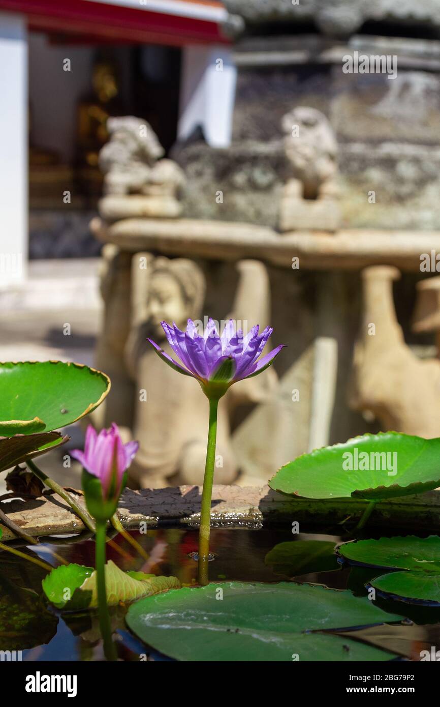 Violet lilies in a stone vase, garden decoration. Vertical orientation
