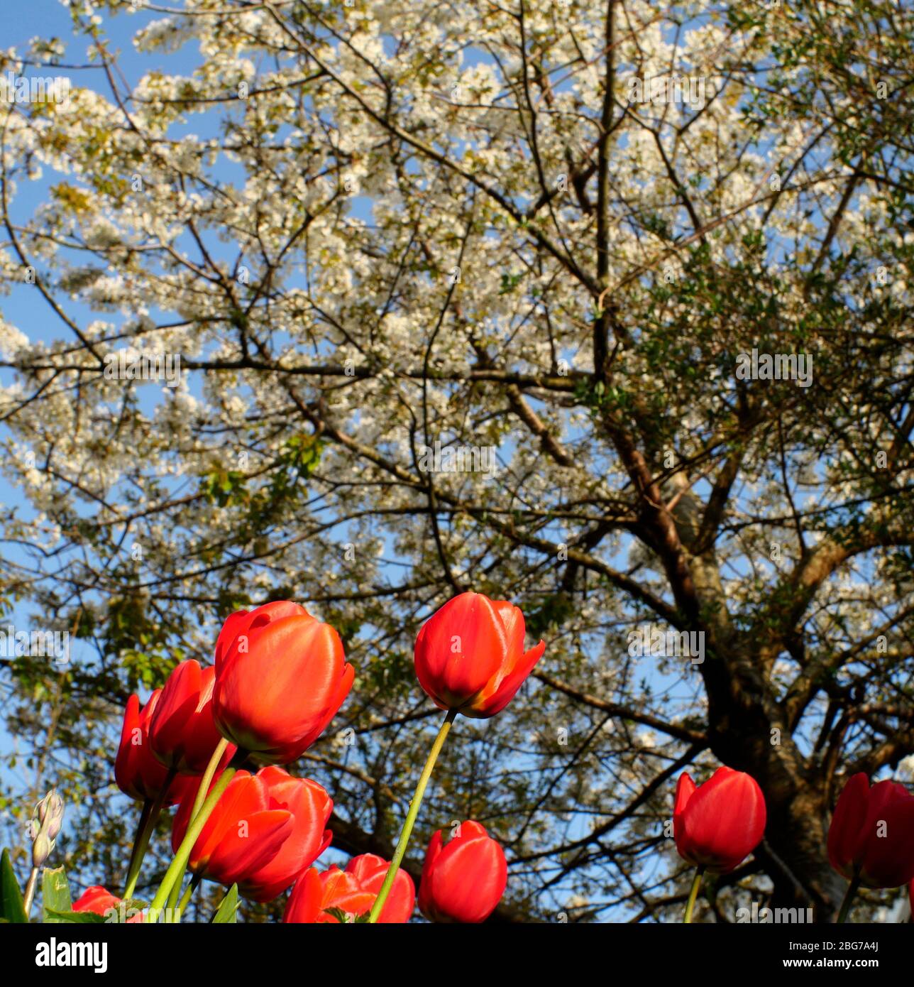 Budding blossom hires stock photography and images Alamy