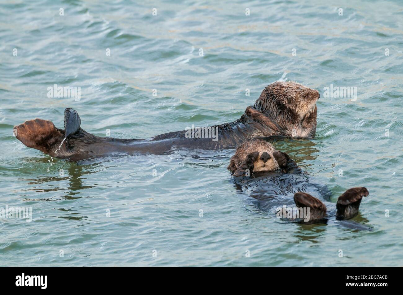 Sea Otter (Enhydra lutris) parent with pup, Moss Landing Bay, Monterey County, CA, USA, by Dominique Braud/Dembinsky Photo Assoc Stock Photo