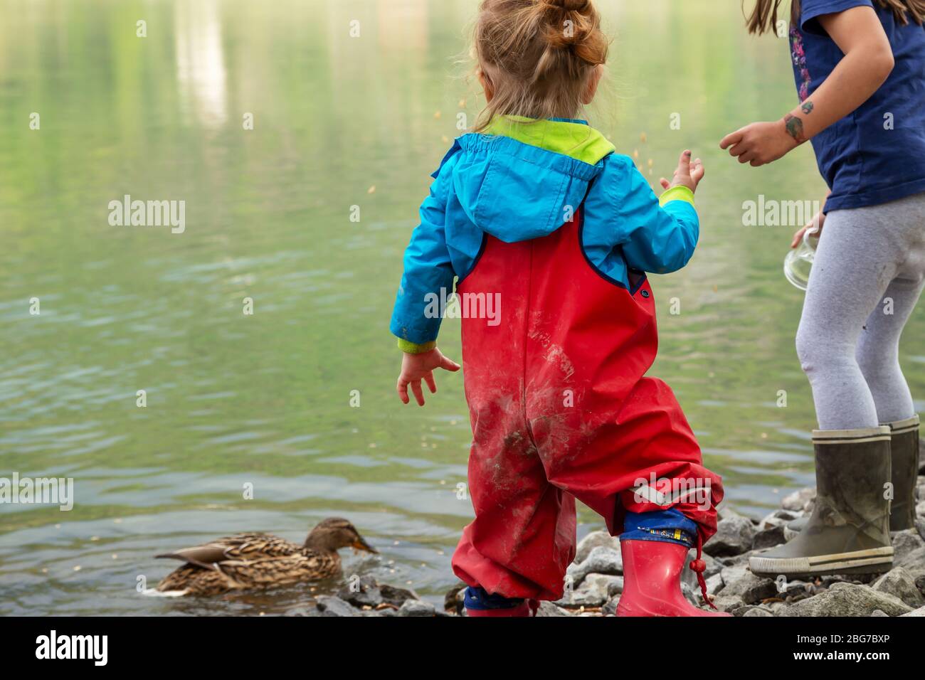 Two small kids are feeding ducks with rolled oats Stock Photo