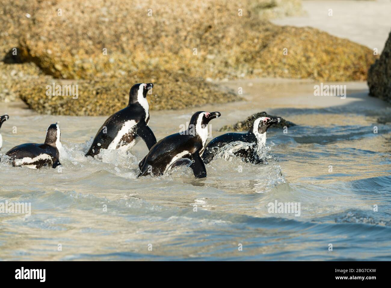 Boulders Beach Jackass Penguin colony, Simonstown in South Africa Stock Photo