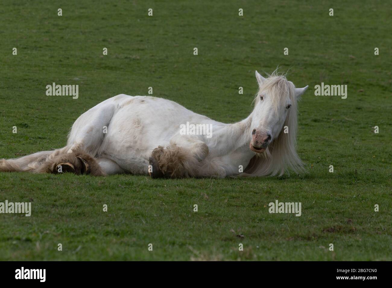 A white mare lying on the grass with her head up. Stock Photo