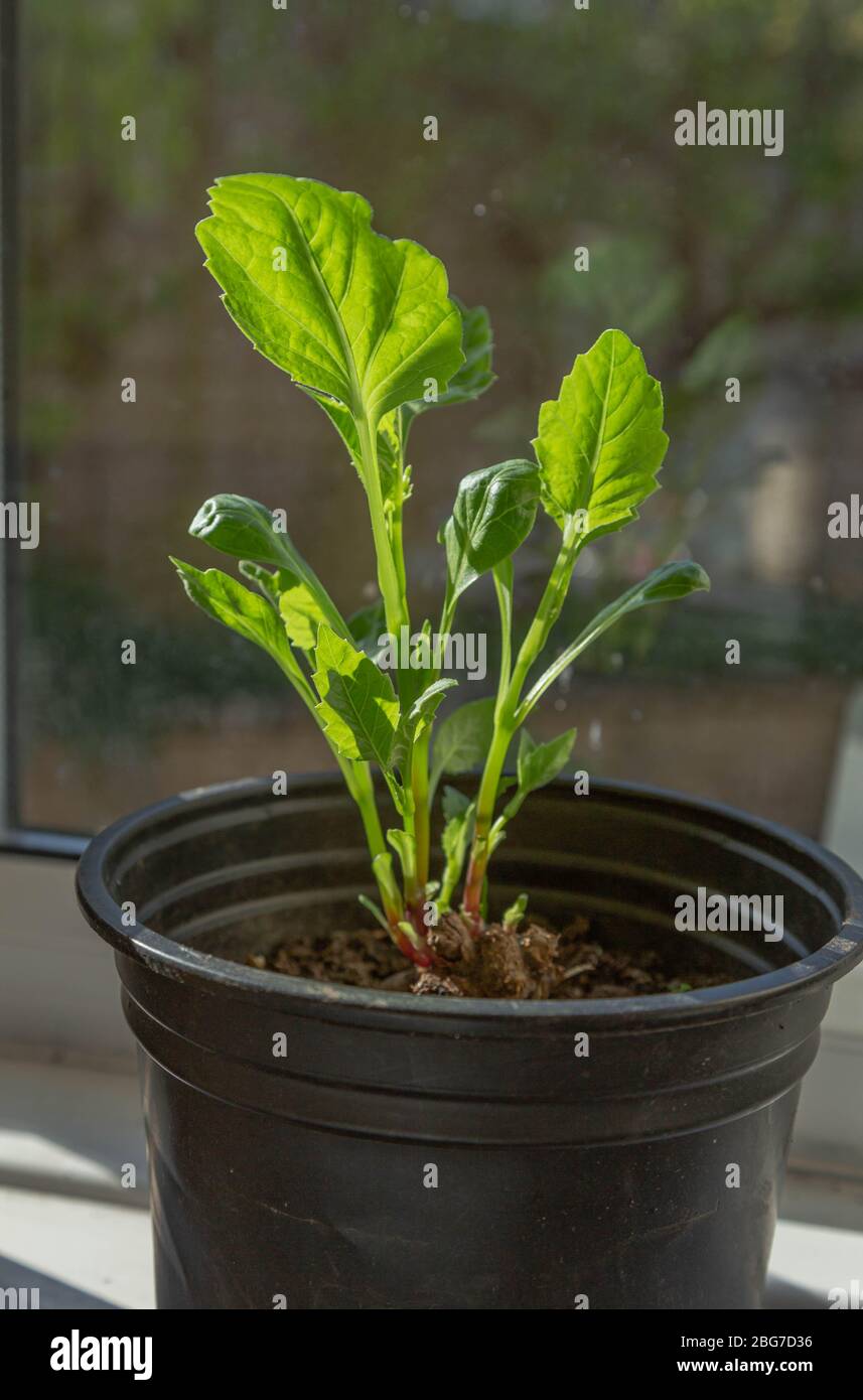 Sprouting dahlia tubers in a plant pot. Stock Photo