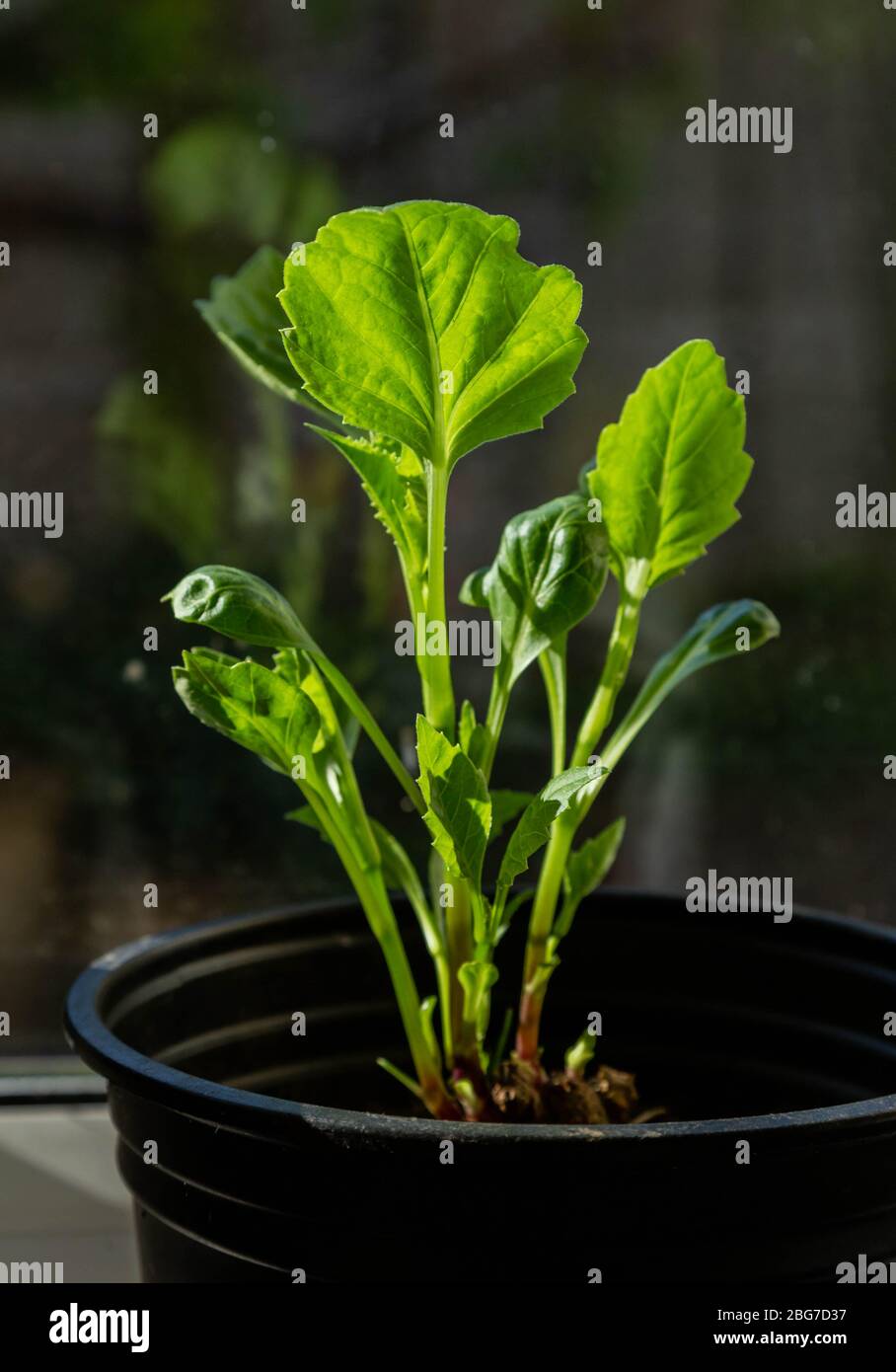 Sprouting dahlia tubers in a plant pot. Stock Photo