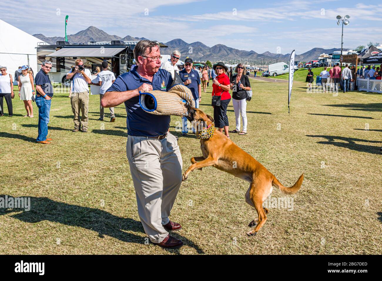 Bentley Scottsdale Polo Championships, Attack Dog Training Stock Photo