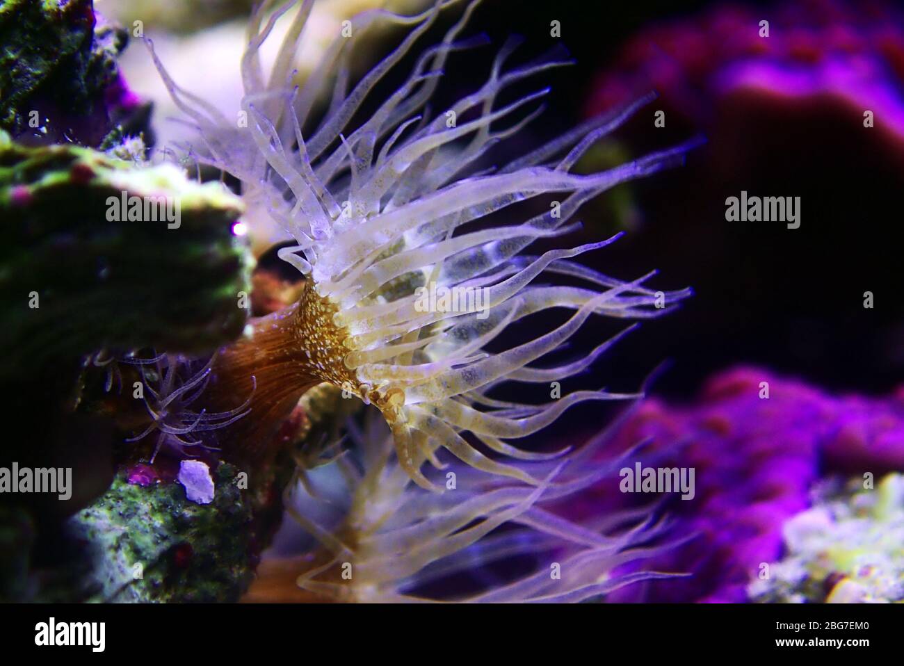 Small glass anemone pest - Exaiptasia or Aiptasia Pallida Stock Photo