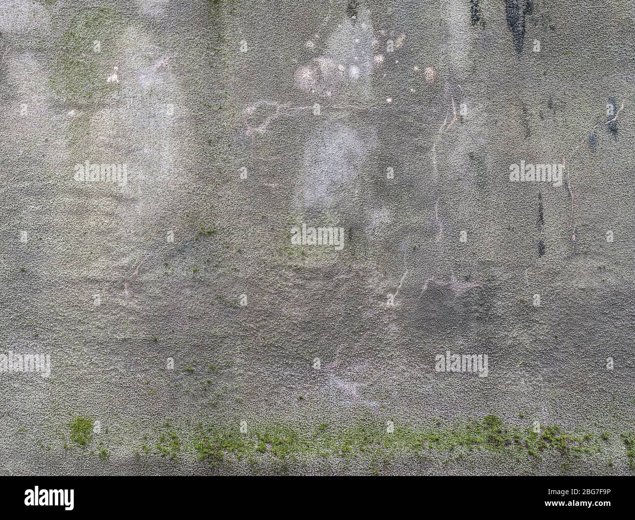 Texture concrete wall with growing green moss on the street Stock Photo ...