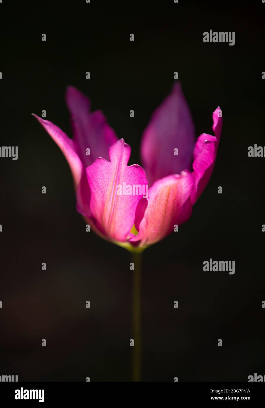 Purple tulip head hi-res stock photography and images - Alamy
