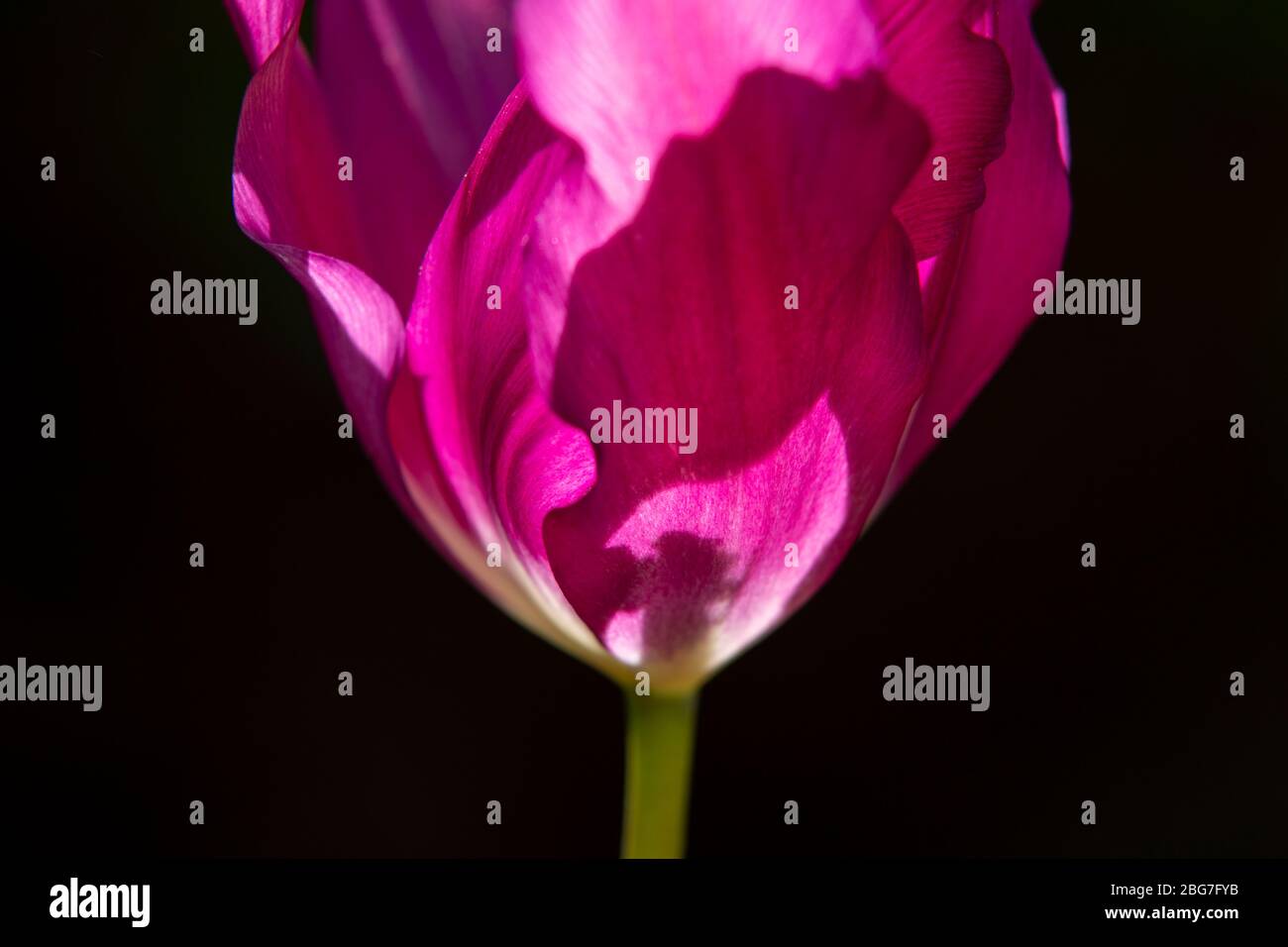 A purple tulip growing in a garden in Worcestershire, UK Stock Photo
