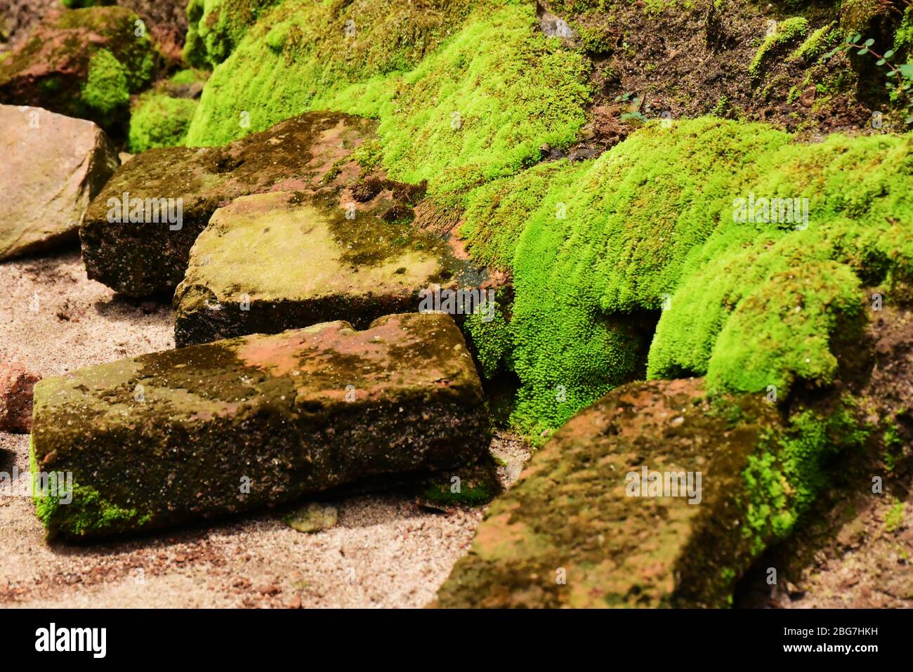 Moss on bricks and base of a house in Rwanda, East Africa Stock Photo
