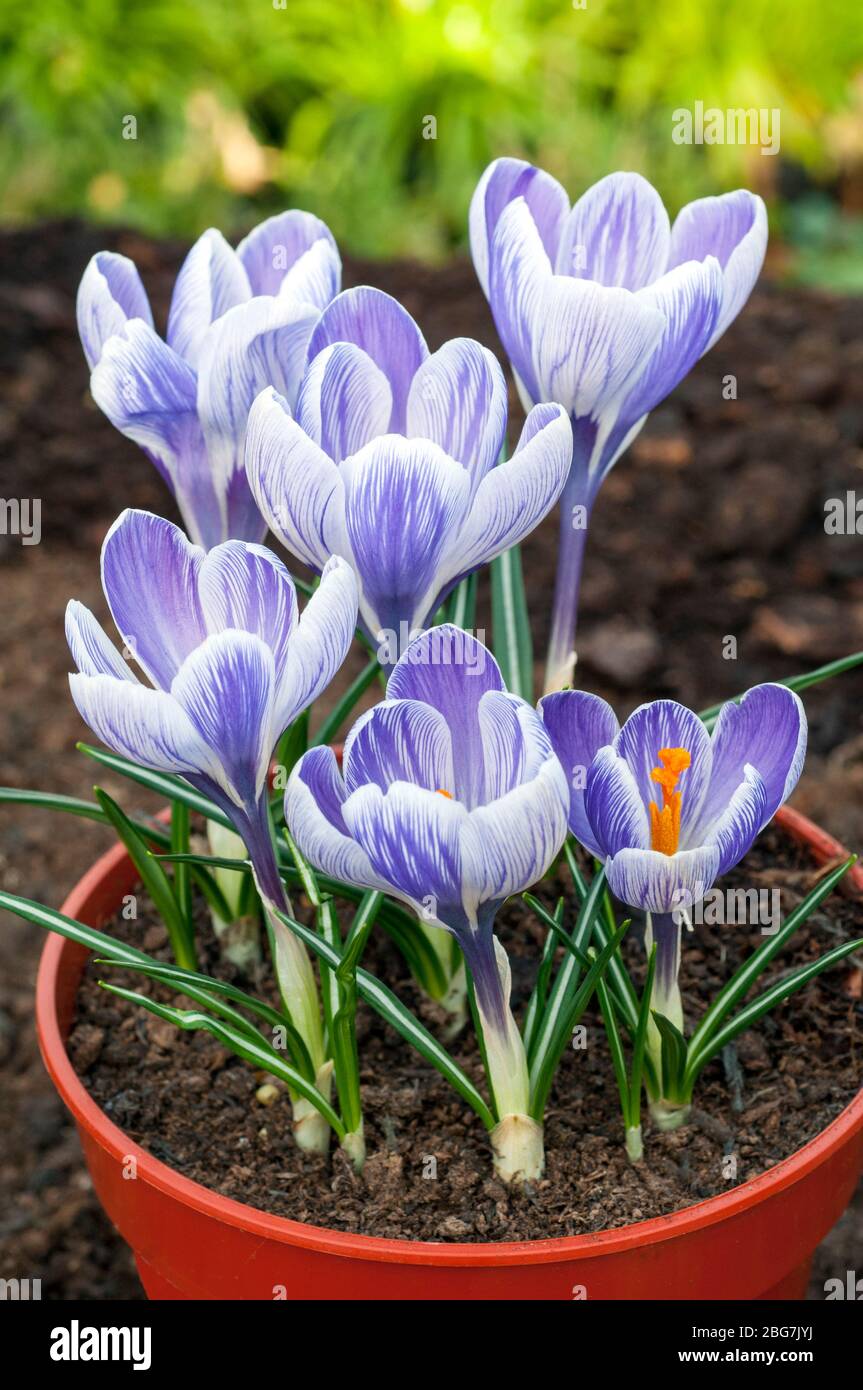 Mixed Crocus Bulbs Spring Flowering Collection Hardy Corms With