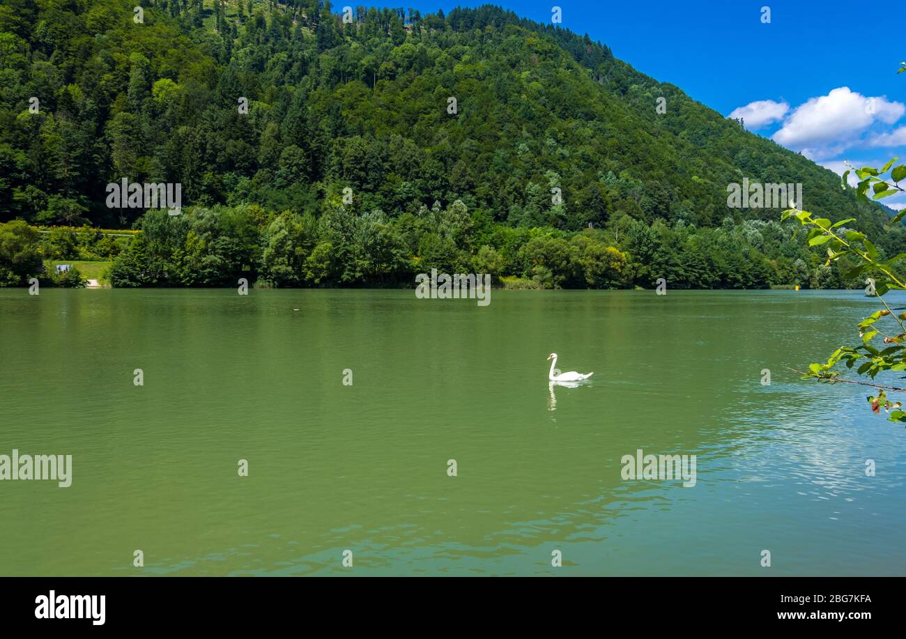 Swan swimming on the river Drava in Slovenia, Eastern Alps Stock Photo