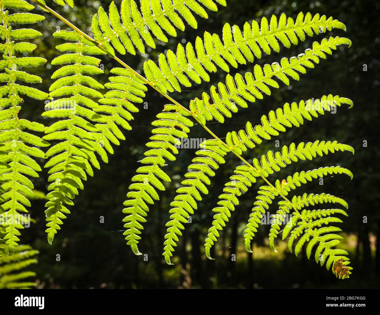 A closeup of a fern backlit against a dark forest. San Juan Island, Washington, USA. Stock Photo
