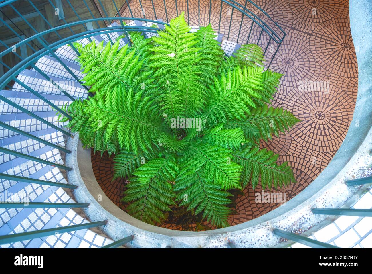 Tasmanian tree fern Dicksonia Antarctica, and circular staircase, San