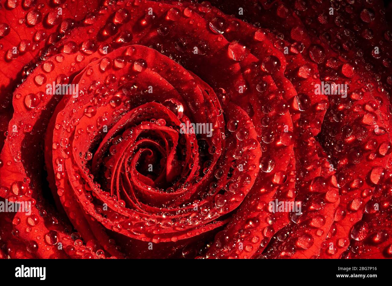 A close up macro shot of a wet red rose in natural sun covered in water ...