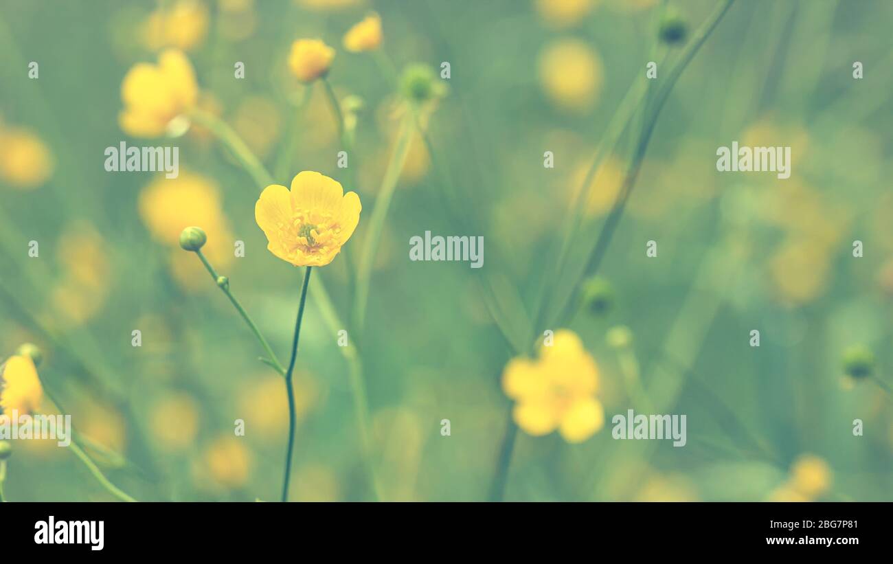 Beautiful flowers of buttercup, Ranunculus acris, after rain, on a blurred background. Yellow wildflower. Stock Photo
