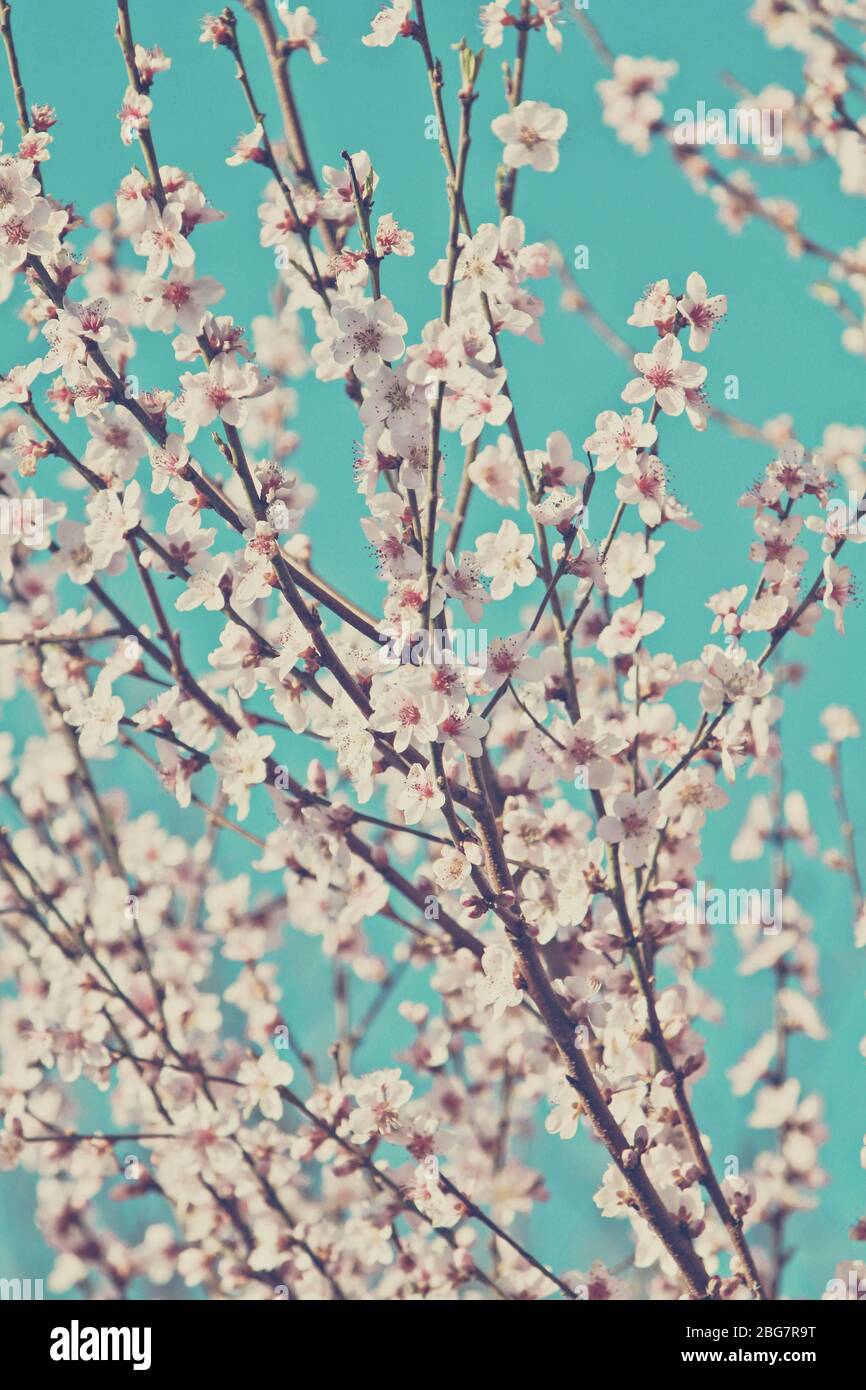 beautiful blooming cherry tree branch Stock Photo