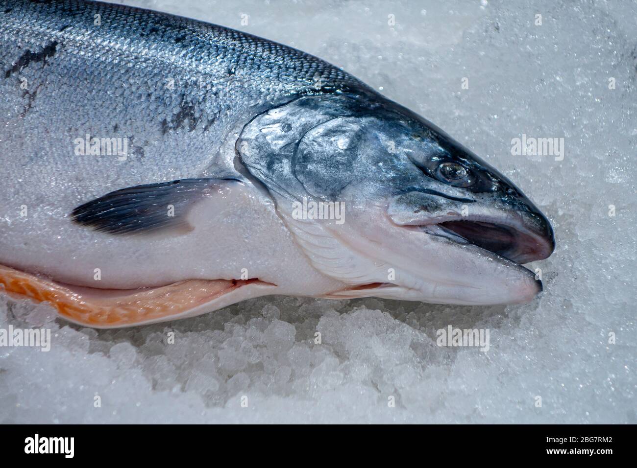 Pink Flesh Sea Trout For Sale At A Fish Market Stock Photo Alamy