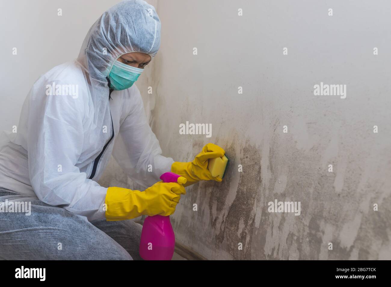 Female Worker Of Cleaning Service Removes The Mold Using Antimicrobial Spray And Sponge Stock 2566