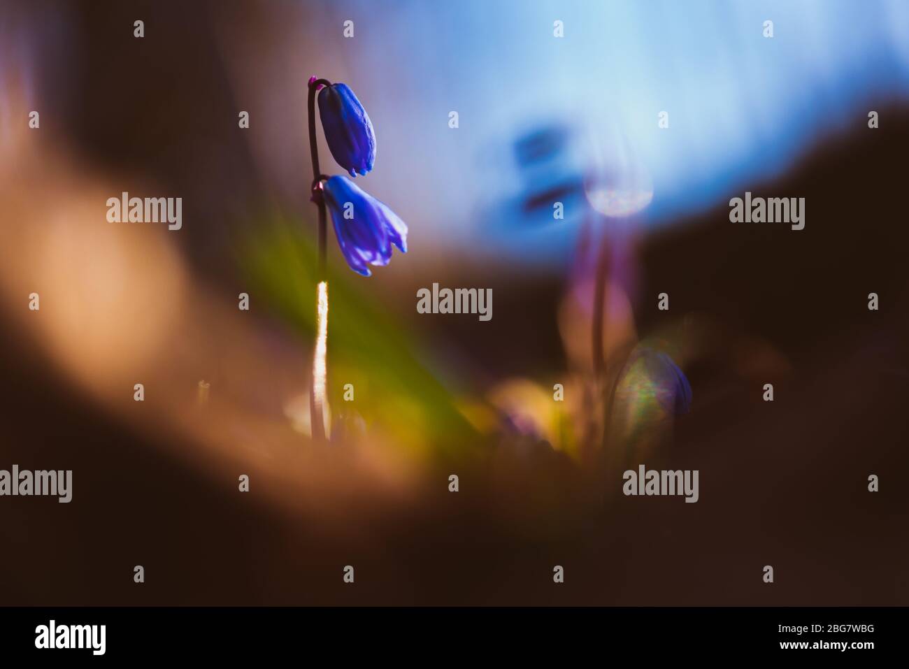 Siberian squill (Scilla siberica) blooms with blue flowers in spring (April). Shallow depth of field. The blurry beige is a fallen oak leaf. Stock Photo