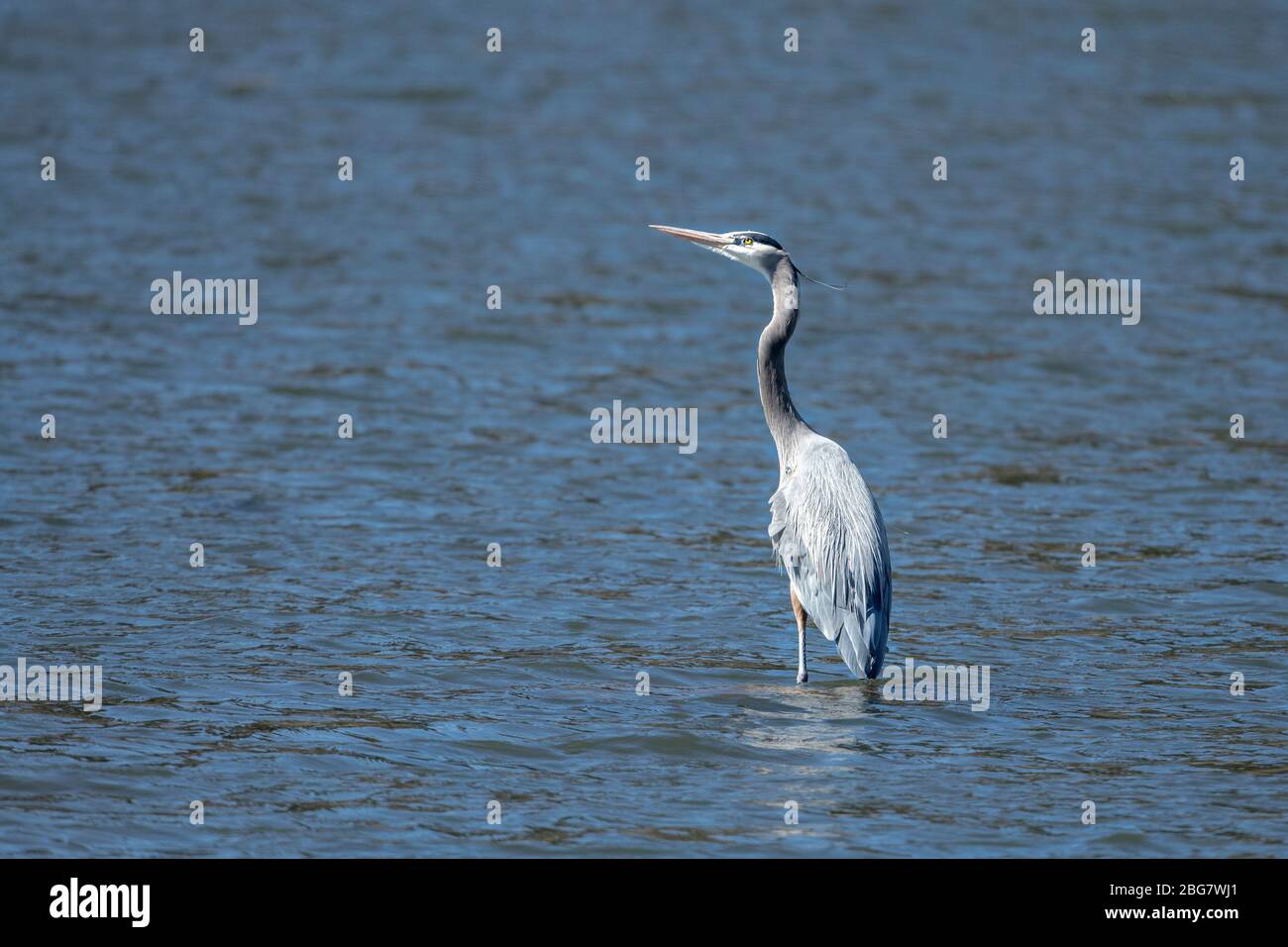 A great blue heron stands on a shallow spot in Fernan Lake in north Idaho. Stock Photo