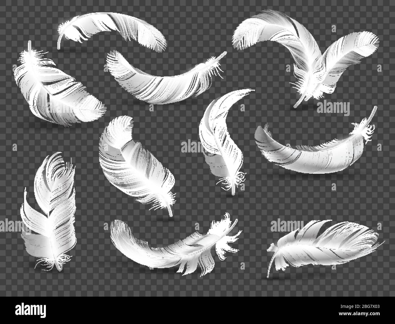 Colored bird feathers isolated on the alpha Vector Image