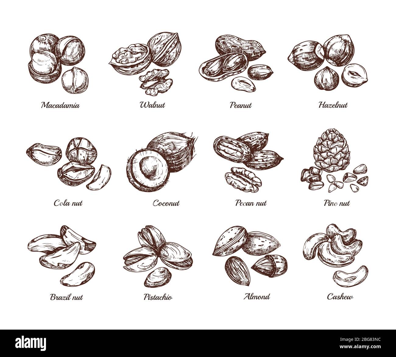 Hand drawn nuts and seeds. Doodle sketch peanut, hazelnut and cashew
