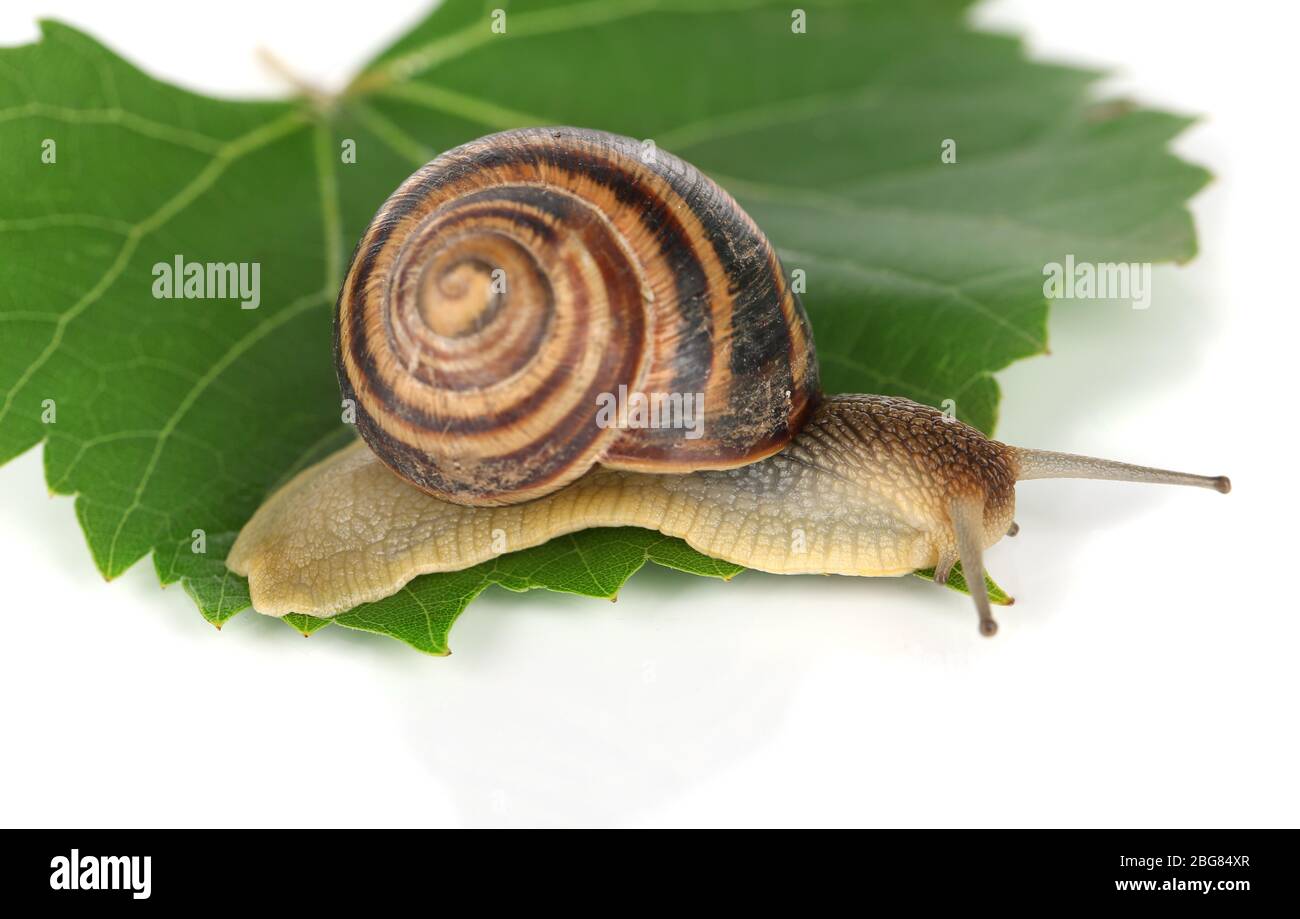 Snail on leaf isolated on white Stock Photo - Alamy