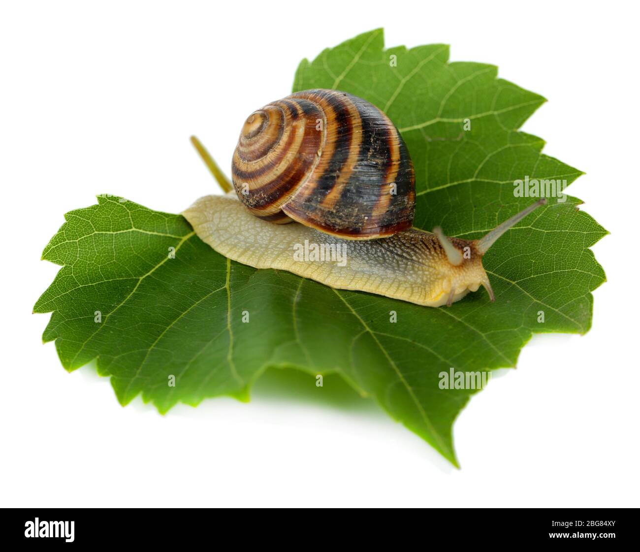 Snail on leaf isolated on white Stock Photo - Alamy