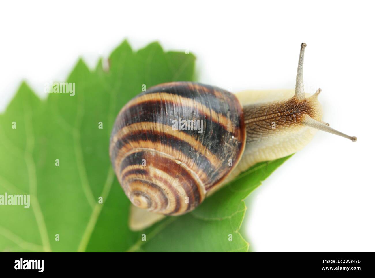 Snail on leaf isolated on white Stock Photo - Alamy