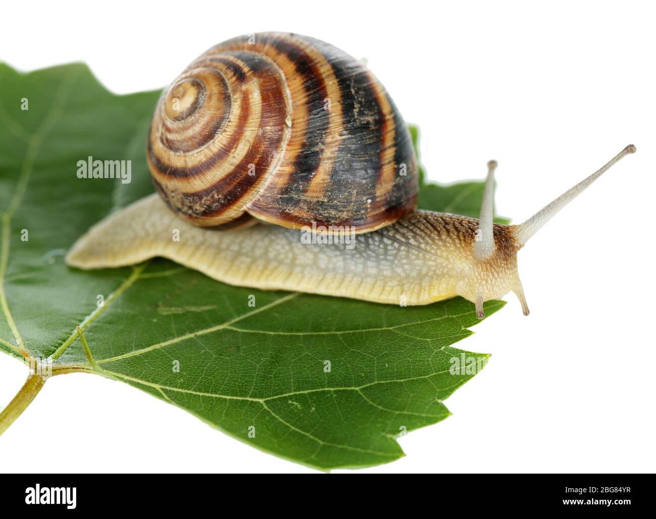 Snail on leaf isolated on white Stock Photo - Alamy