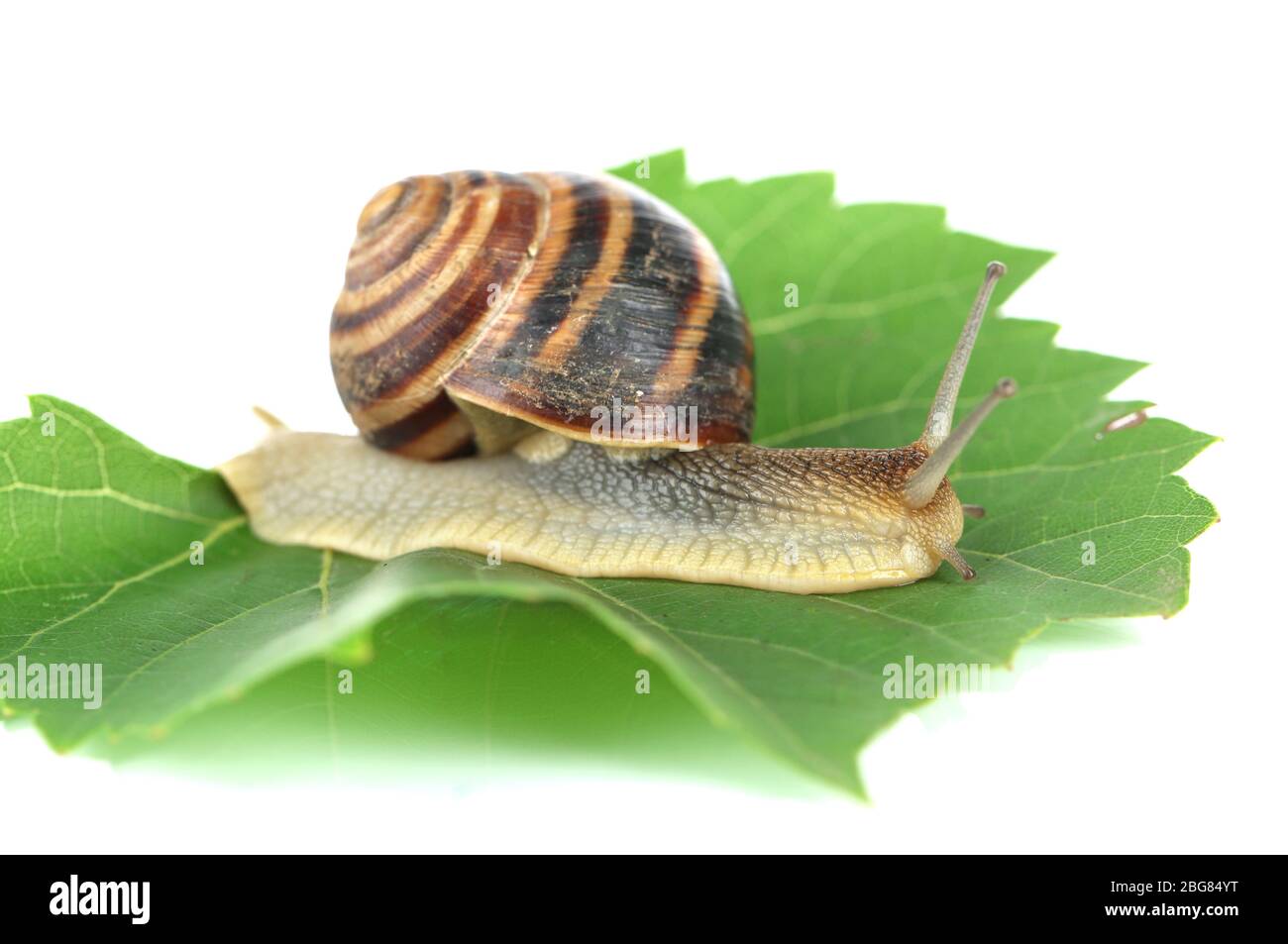 Snail on leaf isolated on white Stock Photo - Alamy