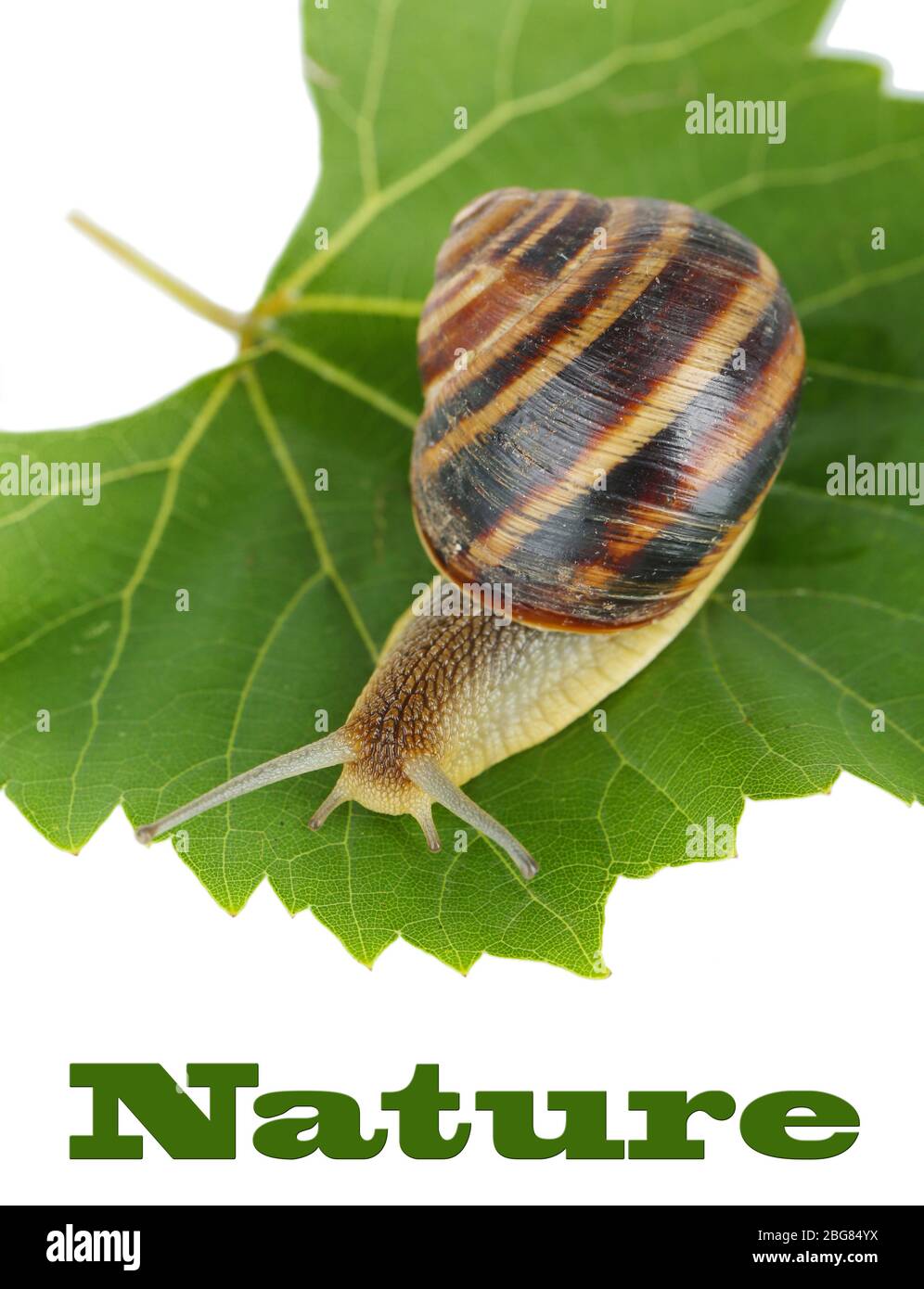 Snail on leaf isolated on white Stock Photo - Alamy
