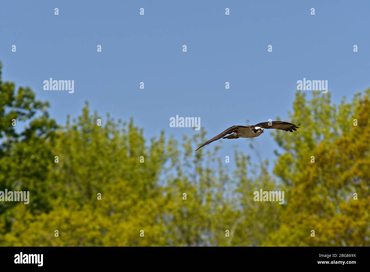 Osprey in flight with trees in background and blue sky Stock Photo - Alamy