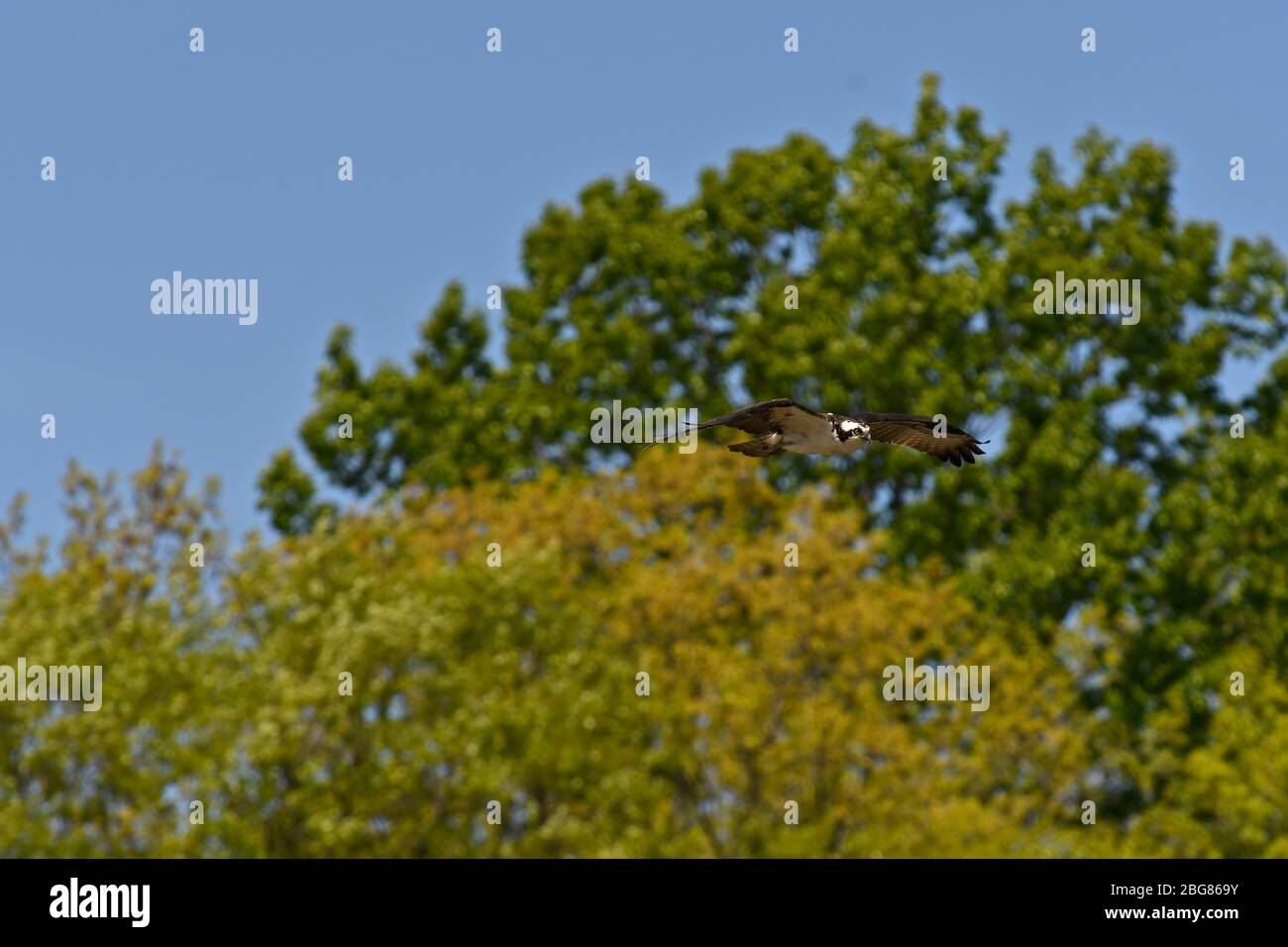 Osprey in flight with trees in background and blue sky Stock Photo - Alamy