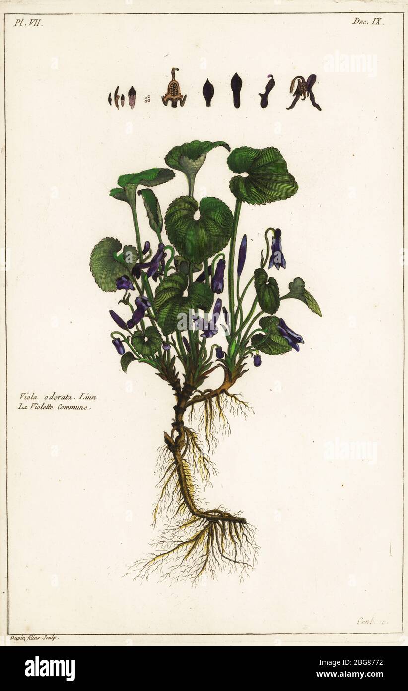 Commune Viola Pierre Dupin High Resolution Stock Photography and Images - Alamy