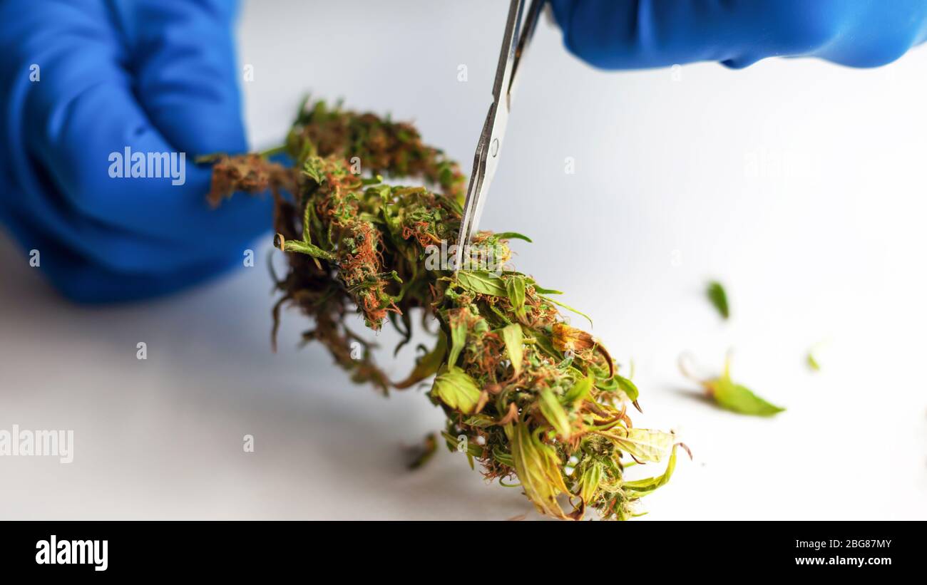 processing marijuana raw materials for store sales,trimming leaves and sorting cannabis buds after harvest, illegal trimmer works in the USA for the p Stock Photo